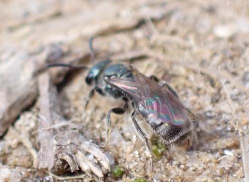 Réf. 335 125 : Lasioglossum sp.